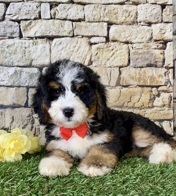 Mr. Les the Mini-Bernedoodle - Image 6