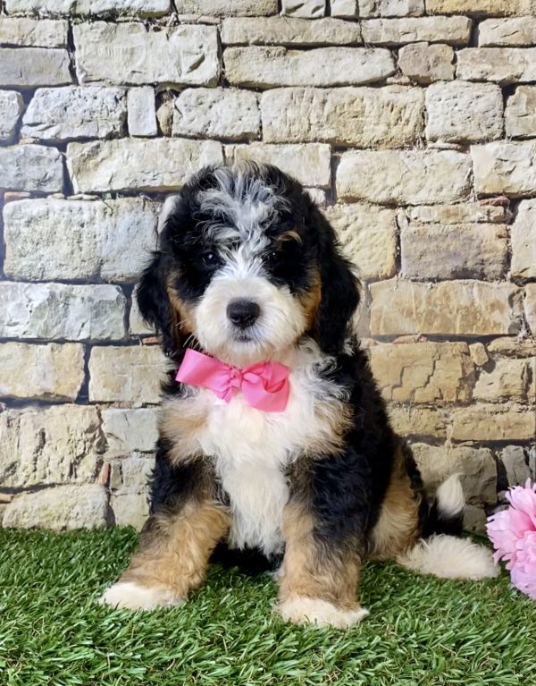 Ms. Lisa the Mini-Bernedoodle - Image 6