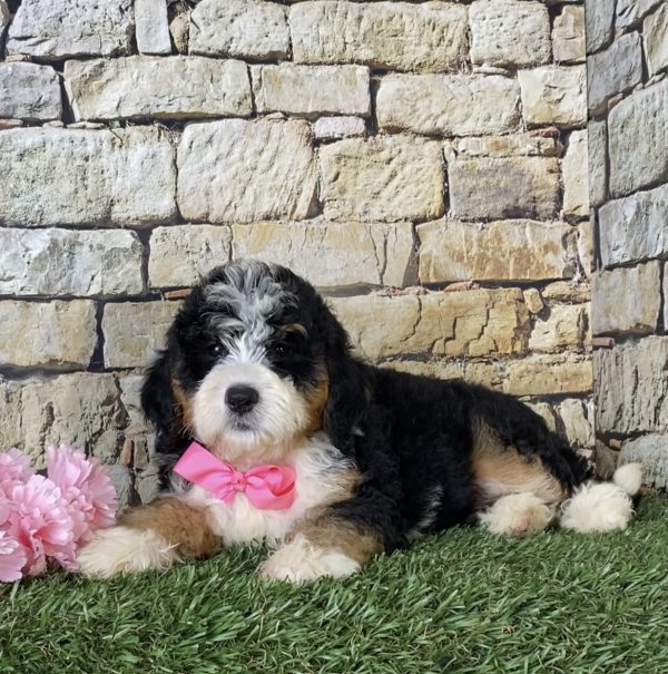 Ms. Lisa the Mini-Bernedoodle - Image 5