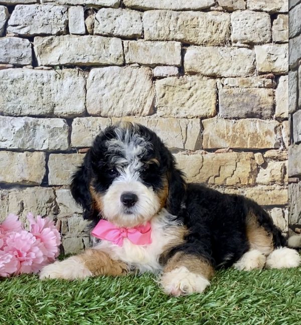 Ms. Lisa the Mini-Bernedoodle - Image 4