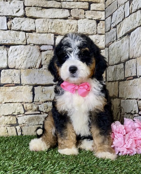 Ms. Lisa the Mini-Bernedoodle puppy