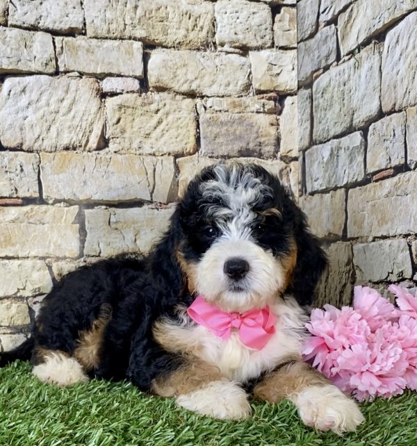 Ms. Lisa the Mini-Bernedoodle - Image 3