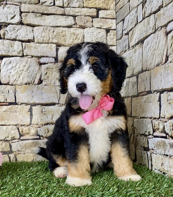 Ms. Lori the Mini-Bernedoodle - Image 2