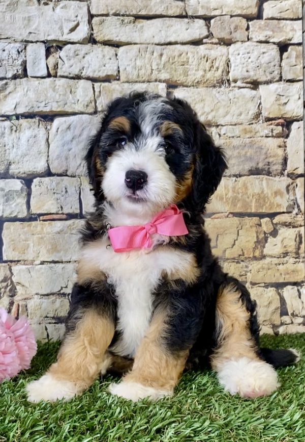 Ms. Lori the Mini-Bernedoodle - Image 3