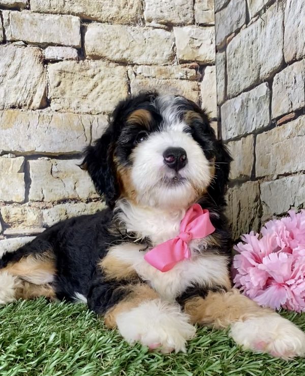 Ms. Lori the Mini-Bernedoodle - Image 4