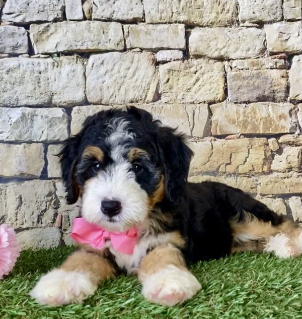 Ms. Lori the Mini-Bernedoodle - Image 5