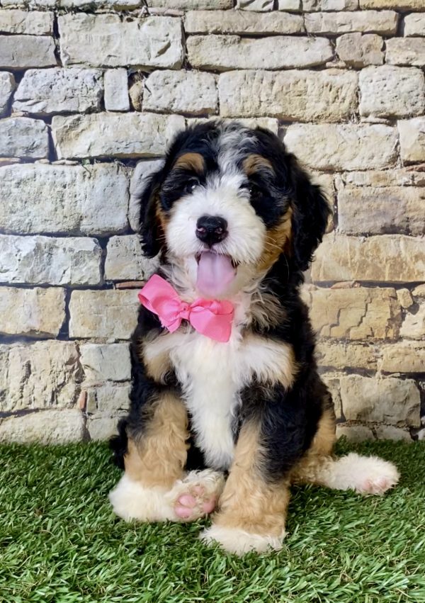 Ms. Lori the Mini-Bernedoodle - Image 6