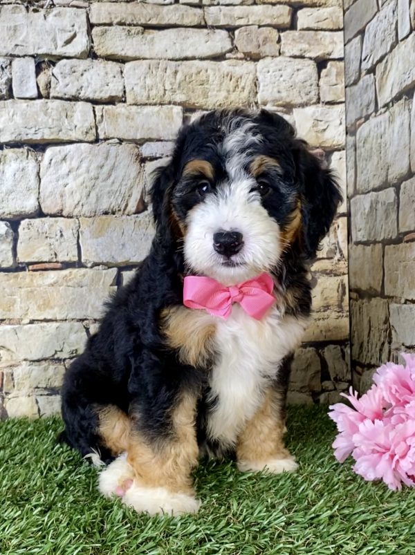 Ms. Lori the Mini-Bernedoodle puppy