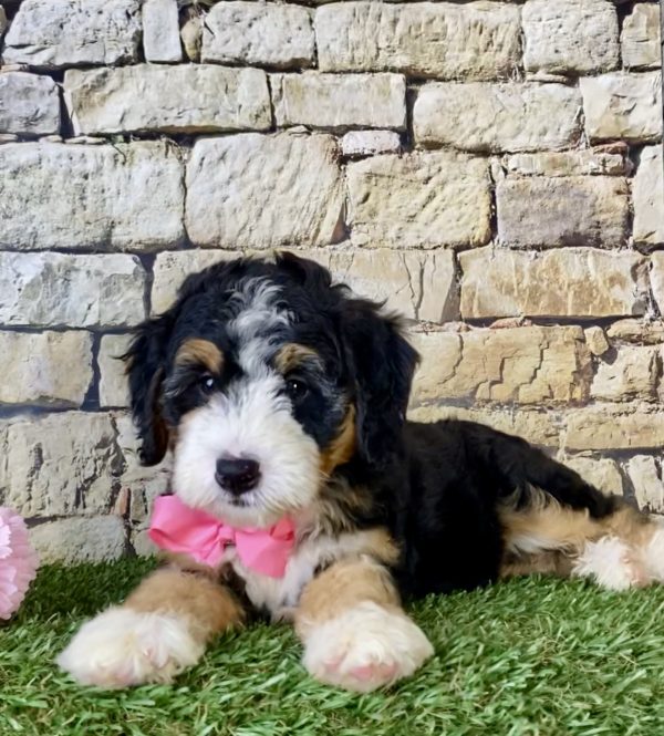 Ms. Lori the Mini-Bernedoodle - Image 7