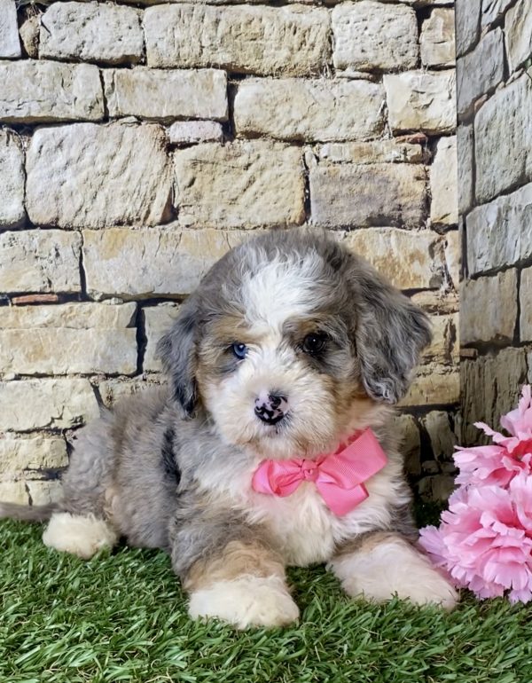 Ms. Kim the Mini-Bernedoodle - Image 2