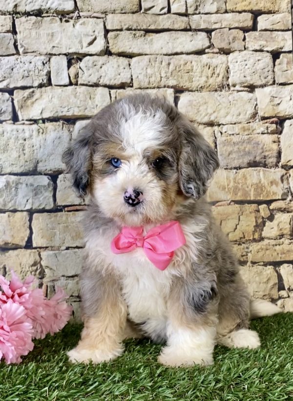 Ms. Kim the Mini-Bernedoodle - Image 3