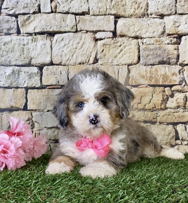 Ms. Kim the Mini-Bernedoodle - Image 4