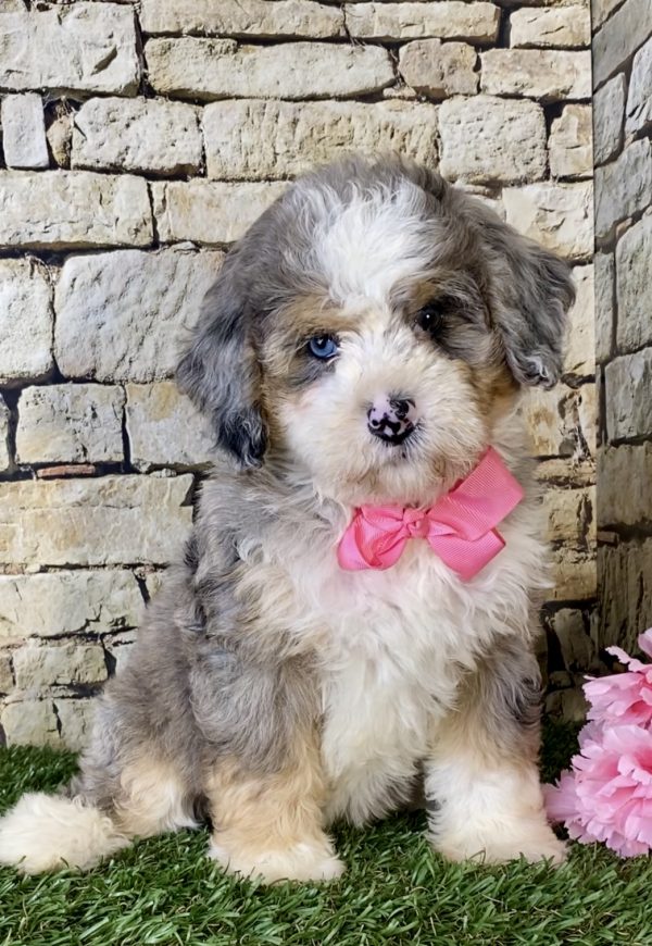 Ms. Kim the Mini-Bernedoodle puppy