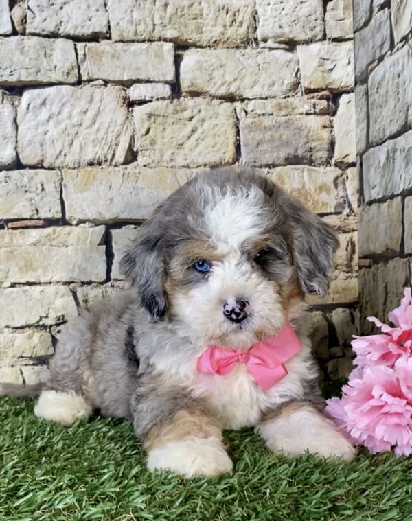Ms. Kim the Mini-Bernedoodle - Image 5
