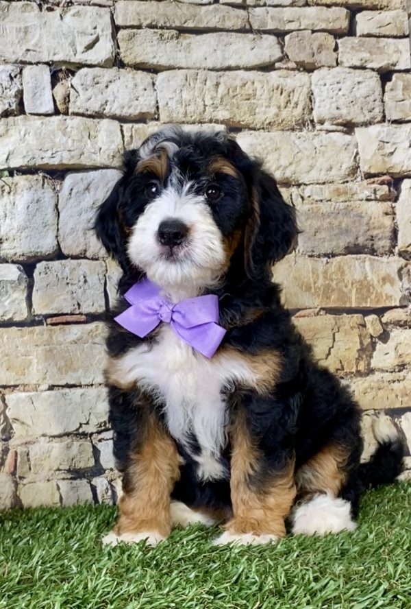 Ms. Lily the Mini-Bernedoodle - Image 2