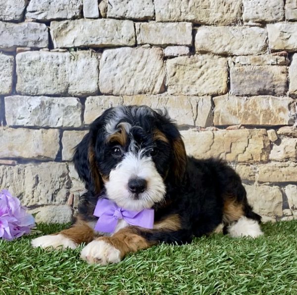 Ms. Lily the Mini-Bernedoodle - Image 5