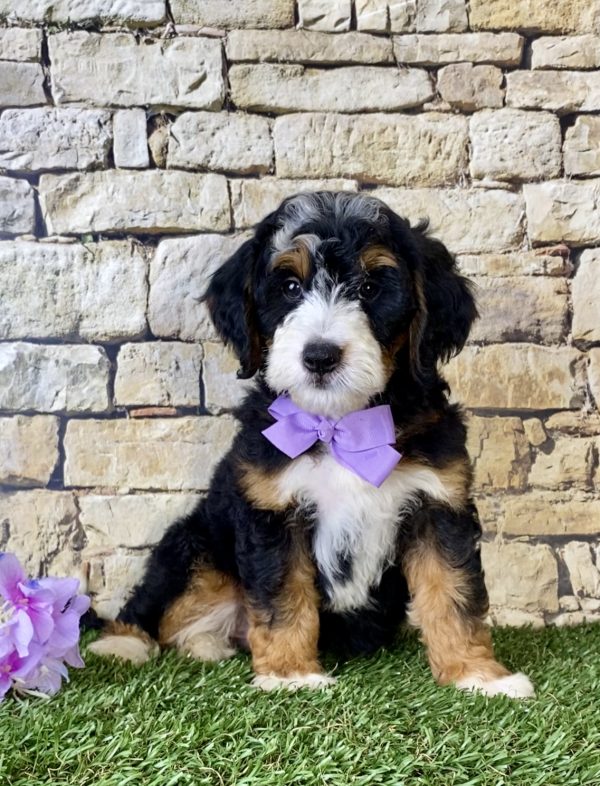 Ms. Lily the Mini-Bernedoodle puppy