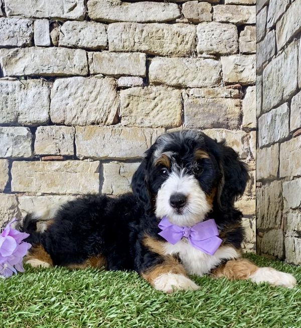 Ms. Lily the Mini-Bernedoodle - Image 3