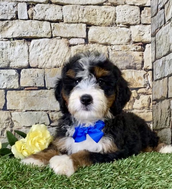 Mr. Lee the Mini-Bernedoodle - Image 2