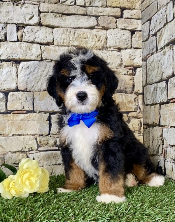 Mr. Lee the Mini-Bernedoodle - Image 3