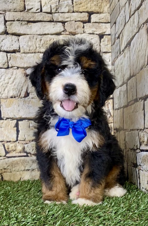 Mr. Lee the Mini-Bernedoodle puppy