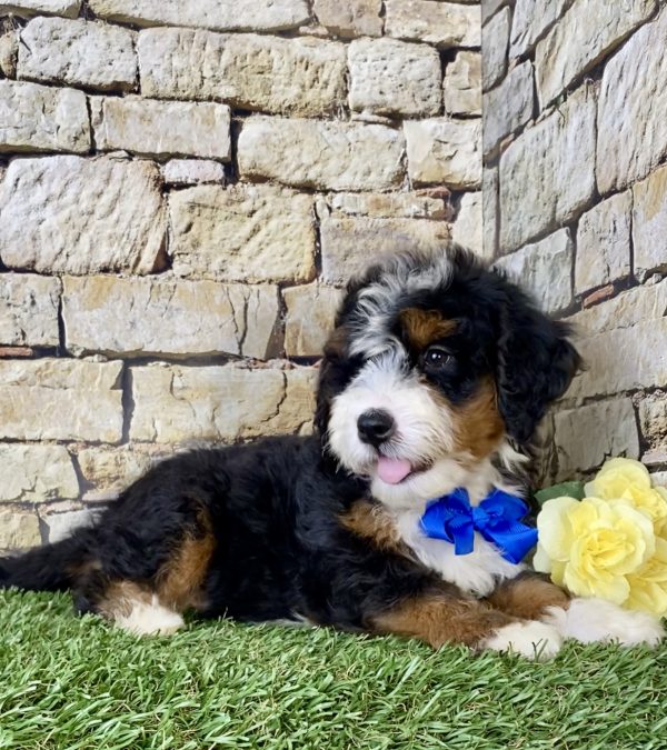 Mr. Lee the Mini-Bernedoodle - Image 4