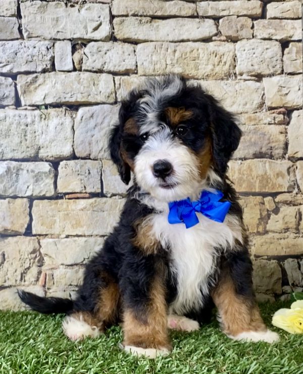 Mr. Lee the Mini-Bernedoodle - Image 5