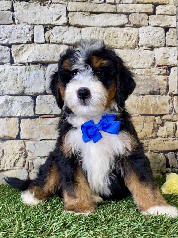 Mr. Lee the Mini-Bernedoodle - Image 6