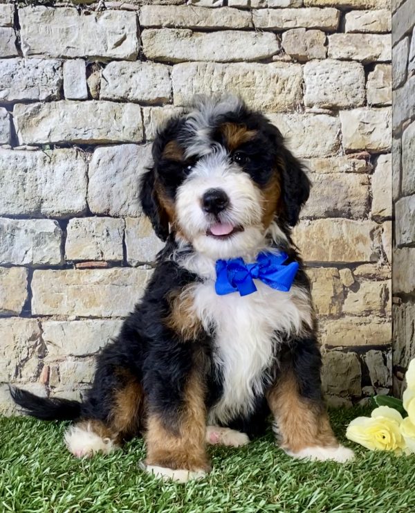Mr. Lee the Mini-Bernedoodle - Image 7