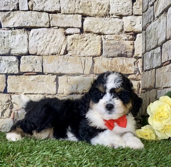 Mr. Ken the Mini-Bernedoodle - Image 2