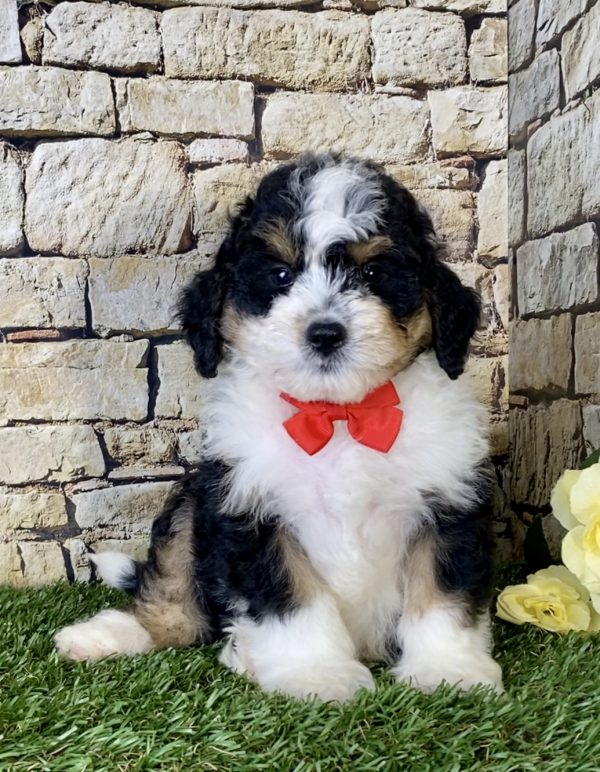 Mr. Ken the Mini-Bernedoodle puppy