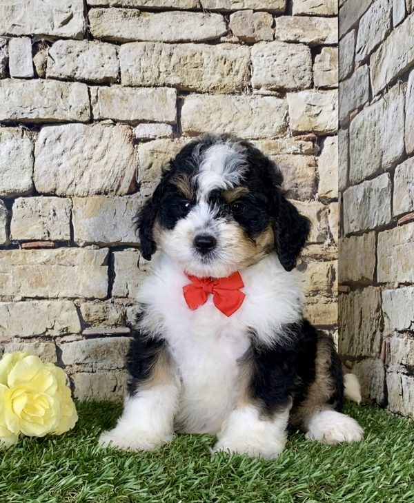 Mr. Ken the Mini-Bernedoodle - Image 3