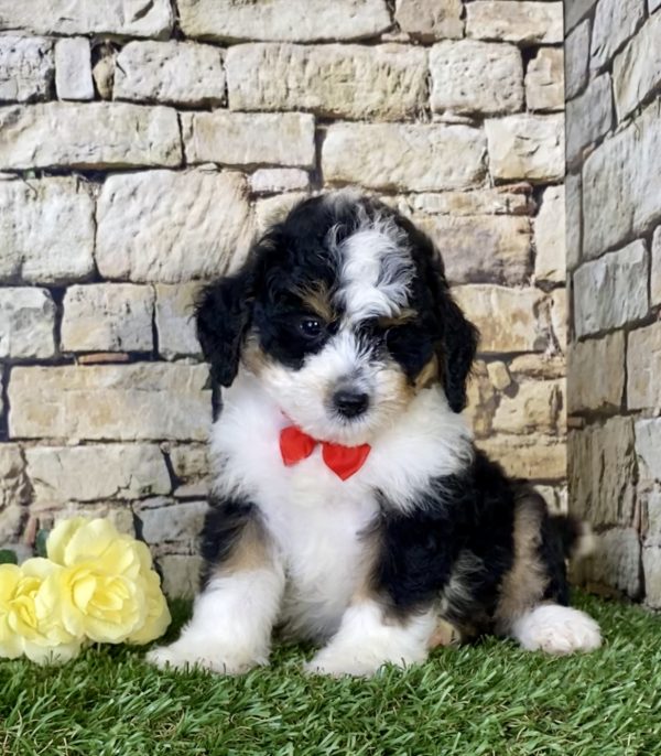 Mr. Ken the Mini-Bernedoodle - Image 4