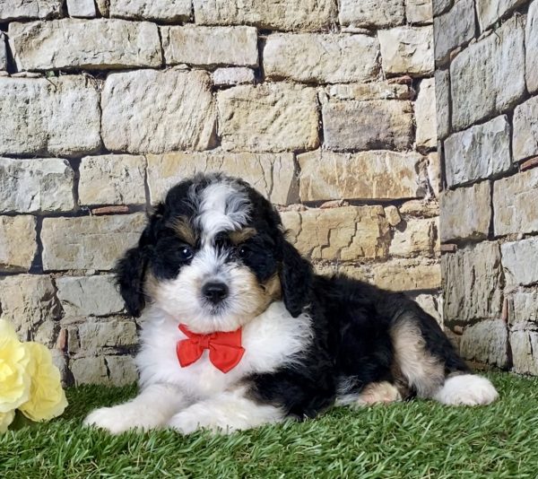 Mr. Ken the Mini-Bernedoodle - Image 5