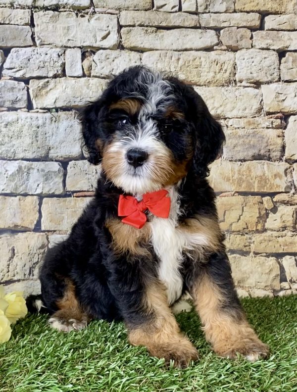 Mr. Leo the Mini-Bernedoodle puppy