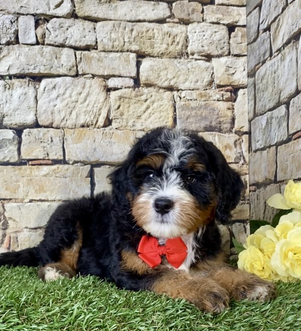 Mr. Leo the Mini-Bernedoodle - Image 2