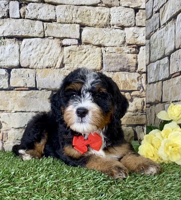 Mr. Leo the Mini-Bernedoodle - Image 5