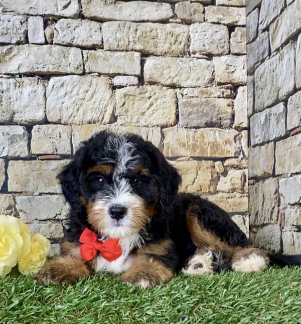 Mr. Leo the Mini-Bernedoodle - Image 3