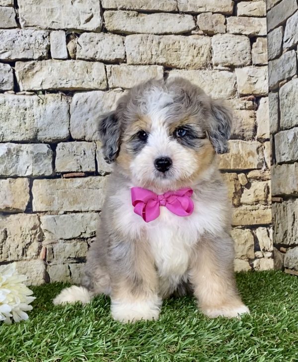 Ms. Kate the Mini-Bernedoodle - Image 2