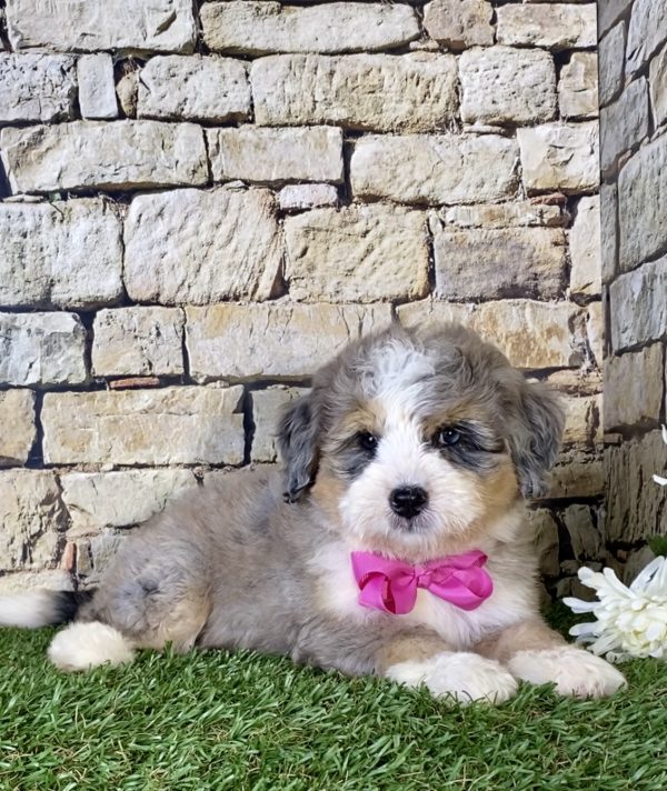 Ms. Kate the Mini-Bernedoodle - Image 3