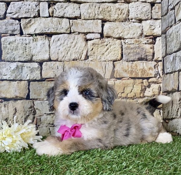 Ms. Kate the Mini-Bernedoodle - Image 4