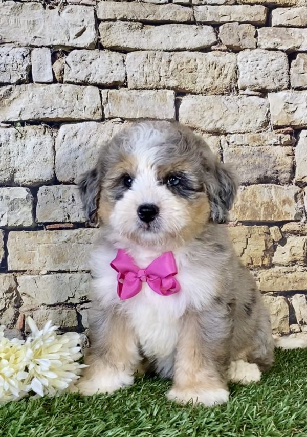 Ms. Kate the Mini-Bernedoodle - Image 5