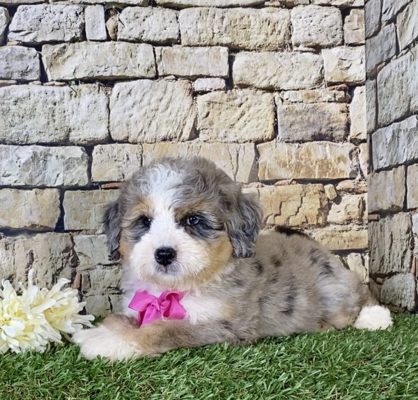 Ms. Kate the Mini-Bernedoodle - Image 6