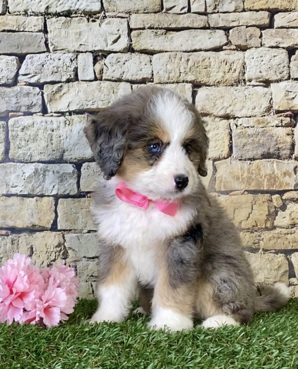 Ms. Kaylee the Mini-Bernedoodle puppy