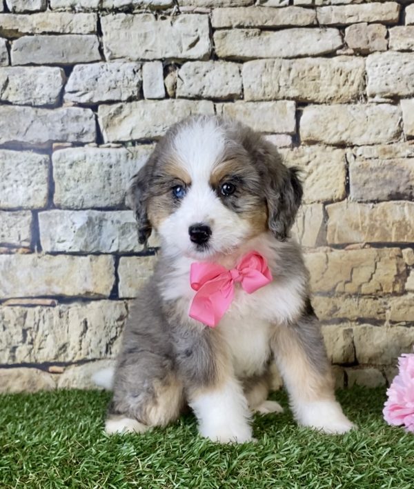 Ms. Kaylee the Mini-Bernedoodle - Image 2