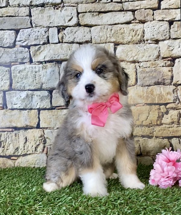 Ms. Kaylee the Mini-Bernedoodle - Image 3