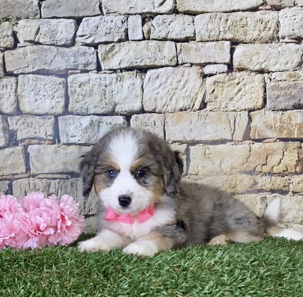 Ms. Kaylee the Mini-Bernedoodle - Image 4