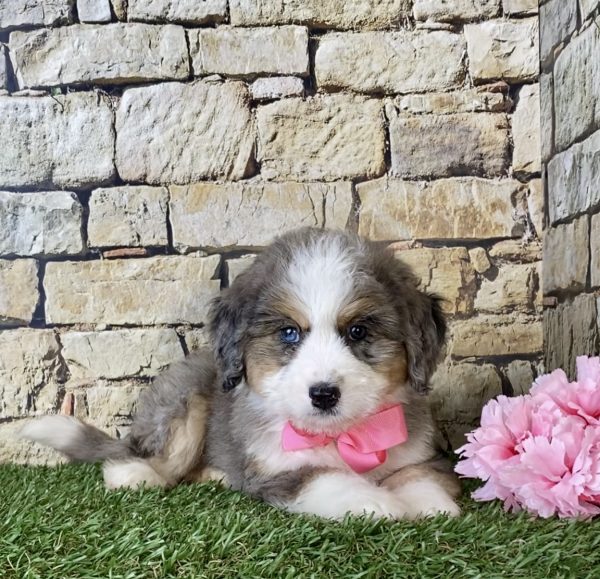 Ms. Kaylee the Mini-Bernedoodle - Image 5