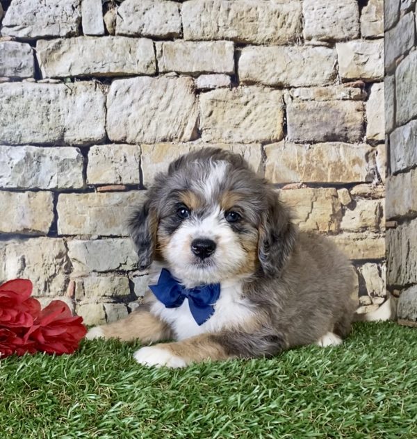 Mr. Kyle the Mini-Bernedoodle - Image 2