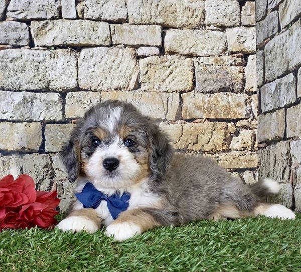 Mr. Kyle the Mini-Bernedoodle - Image 3